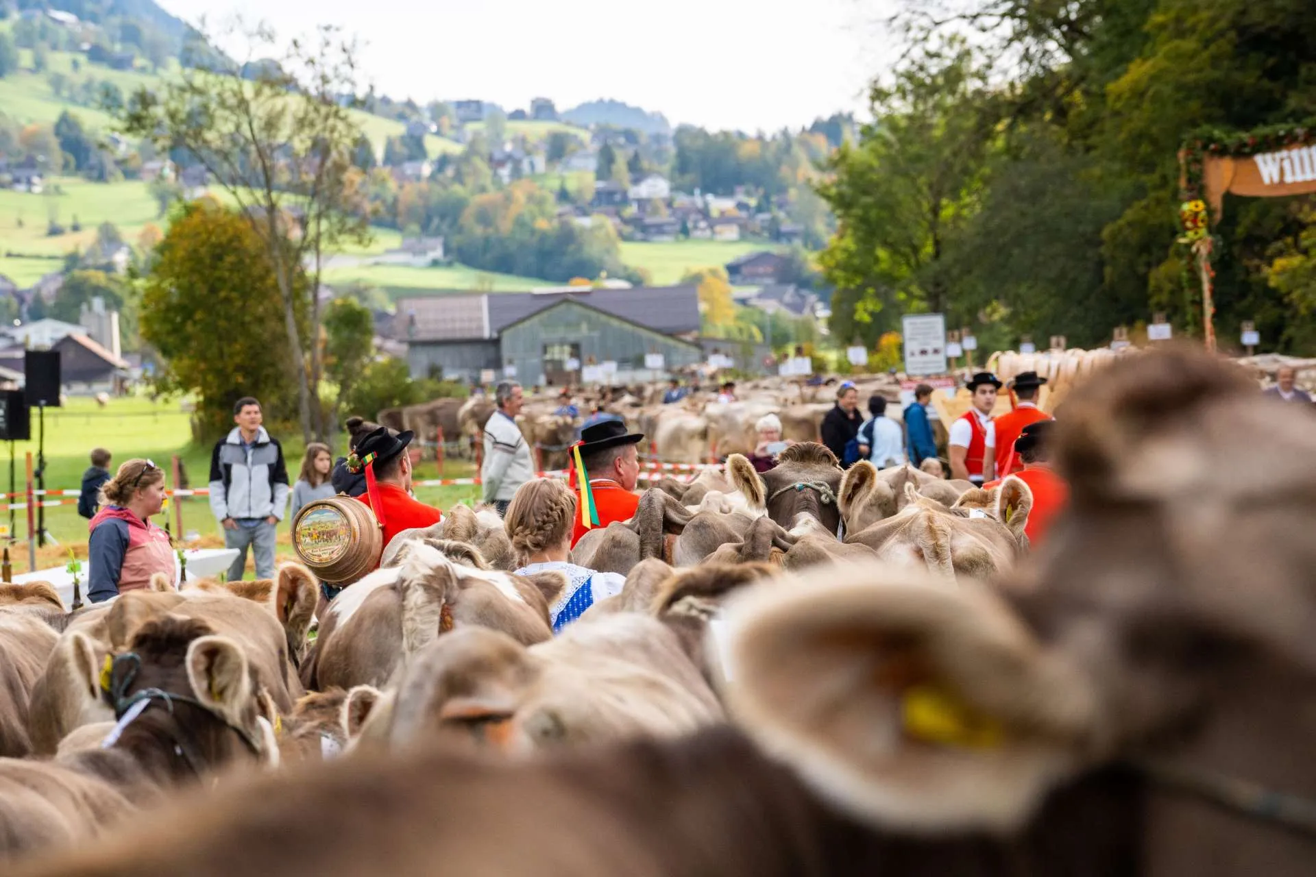 Alpabzug und Viehschau im Toggenburg 2026: dein Guide vor der Haustür